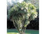 Mountain Cabbage Tree (Cordyline indivisa)