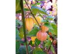 Incabes (Physalis peruviana)