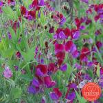 Lathyrus Odoratus Ornamental Pea