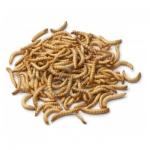 Mealworms per tray