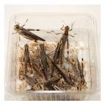 Grasshopper Locusta No. 4 per tray