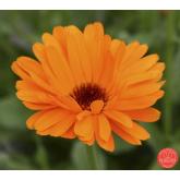 Marigold Calendula Officinalis