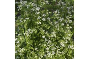 Chervil