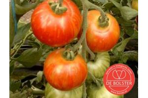 Tomato Tigerella Bicolore