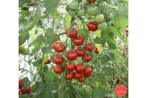 Tomato Zuckertraube (cherry)