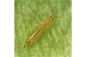 Orius against Thrips